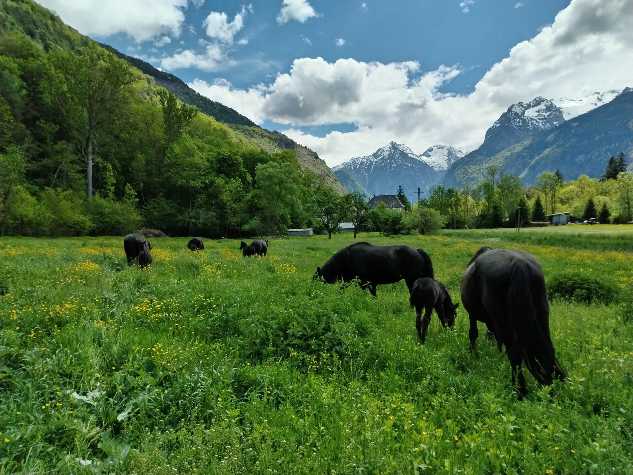 Pension de chevaux