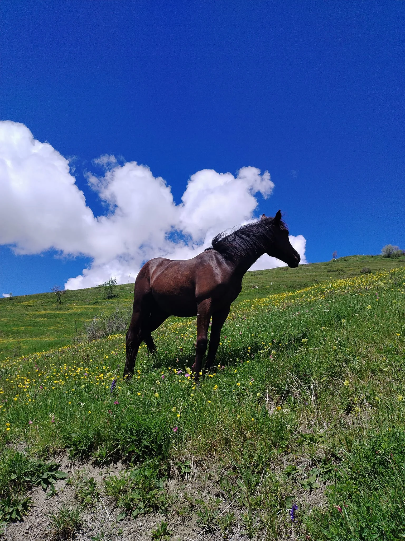 Vente de chevaux Mérens